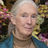 Jane Goodall
